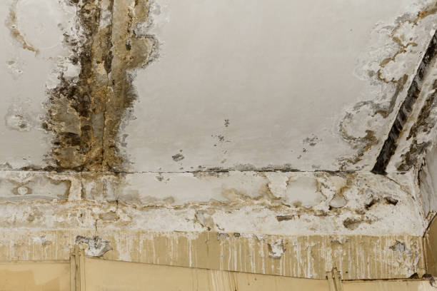 Mold Odor Removal Services in Enigma, GA